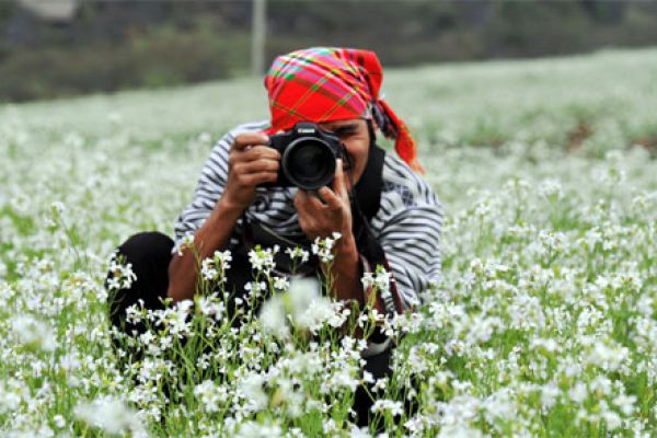 Ecstasy with the fields of napa cabbage flowers in Moc Chau,