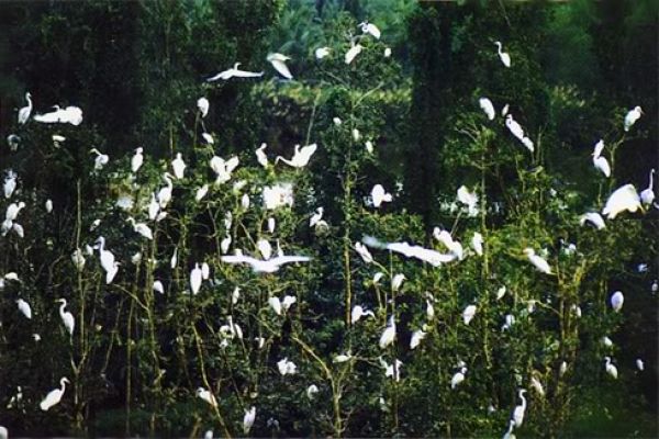 Bac Lieu Bird Sanctuary Nature Reserve- Attractive Eco-tourism Destination in Vietnam Tourism