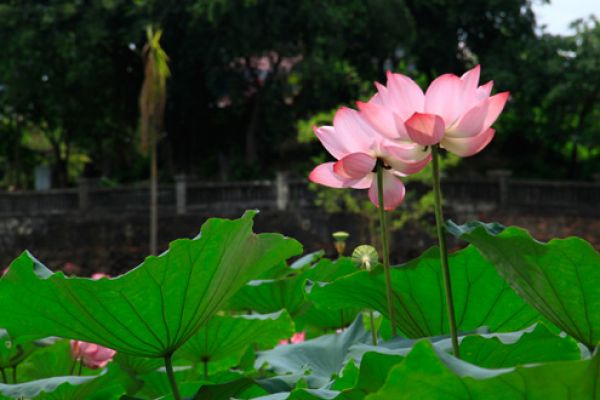 Hue’s famous lotus species revived