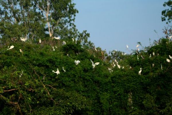 Stork island in Chi Lăng Nam