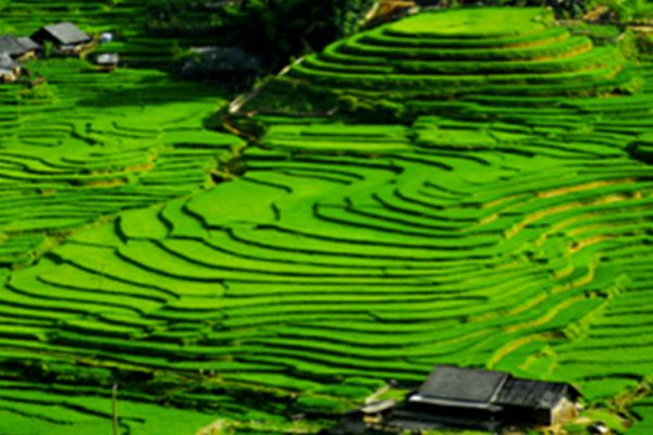Rice Seedlings in Hoang Su Phi