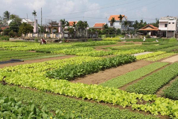 Tra Que Vegetable Growing Village in Hoi An