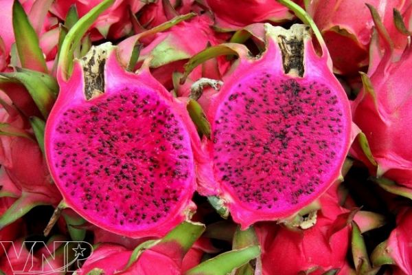 Red Dragon Fruits in Hanoi