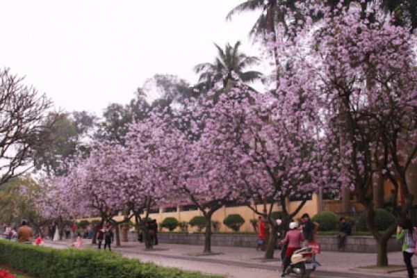 Purple colour in Hanoi