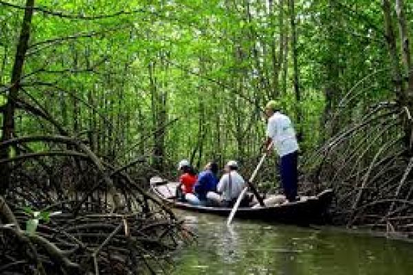 Co-management plan to protect mangroves