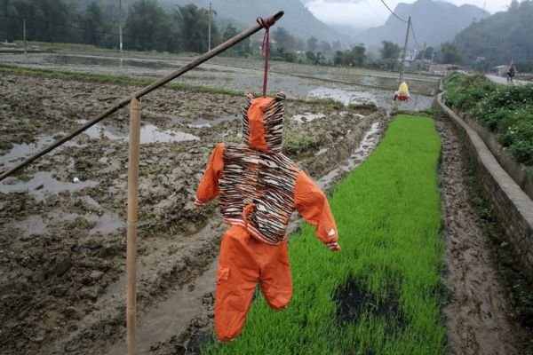 Scarecrows for mice on Vietnamese fields