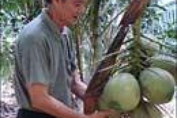 Coconut festival to be held in Ben Tre