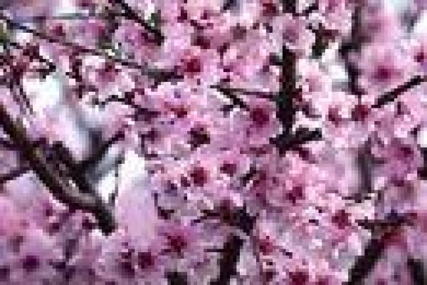 A world of hybrids in a valley of peach blossoms