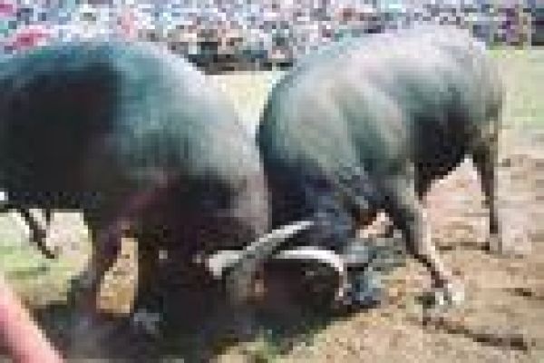 A show of buffalo strength in Do Son 