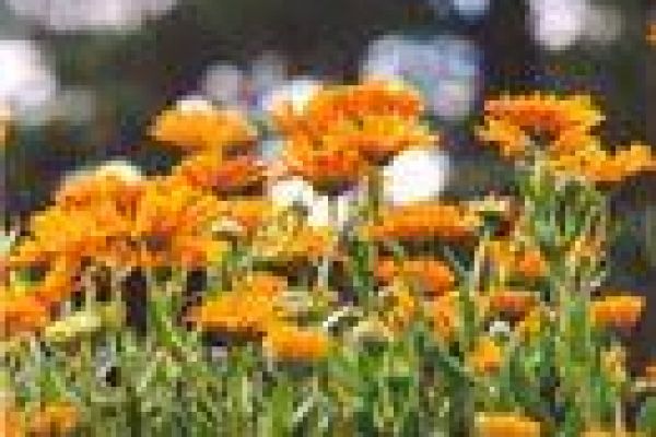 Flower festival to be held in central tourism city