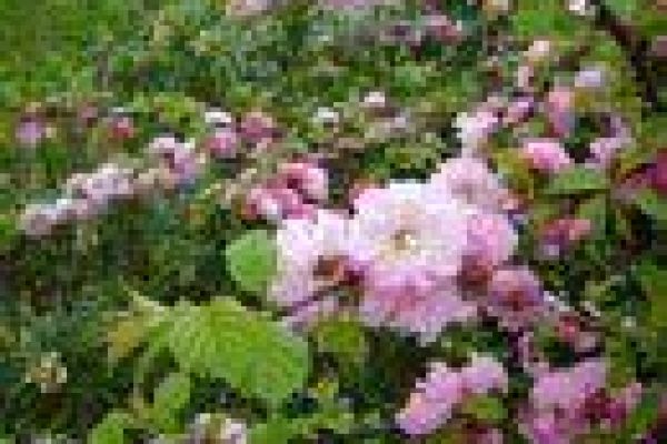 Da Lat flower festival attracts 70,000 visitors