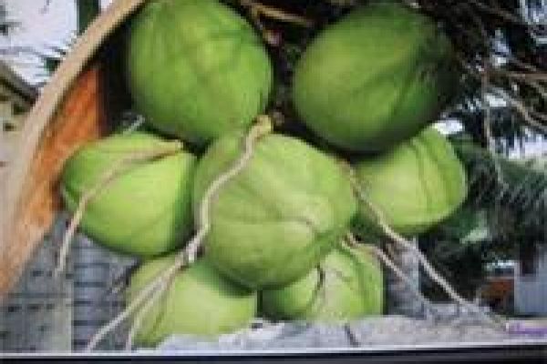 Coconut Festival attracts visitors