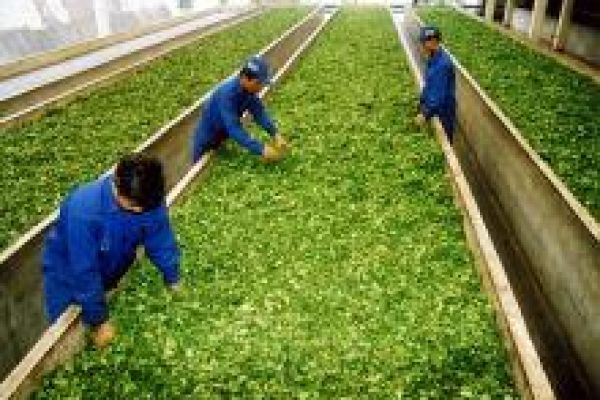Da Lat fest highlights tea culture