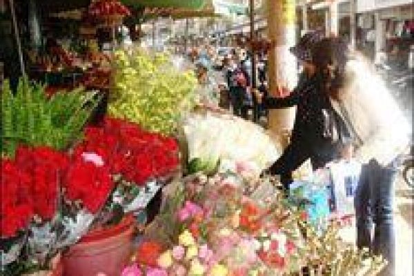 Flower village with exquisite blooms 