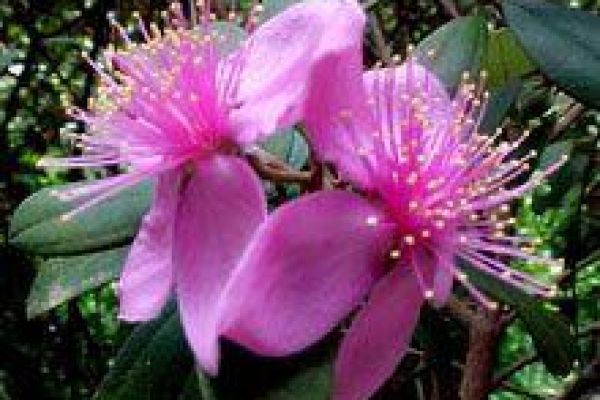 Da Lat gears up for flower festival in December