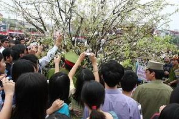 Japanese cherry blossom festival