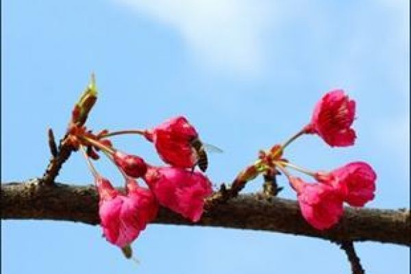 Hanoi to host 3rd cherry blossom festival