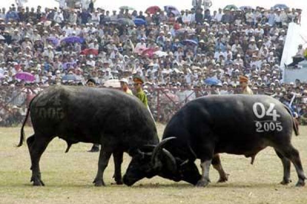 Do Son Buffalo Fighting Festival - Hai Phong City Festival