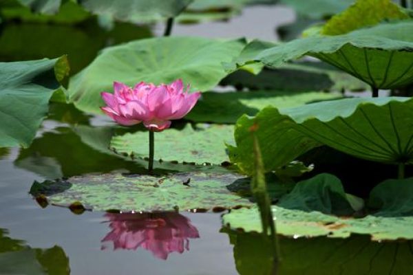 Symbolic flower for Vietnam to be selected