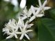 Central Highlands region whitened by coffee flowers